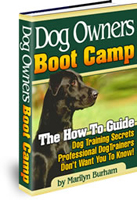 Dog Training Boot Camp image
